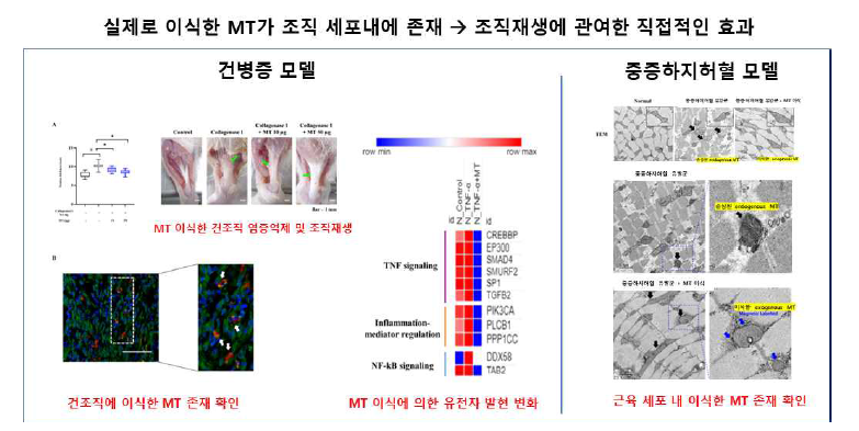 질병 유발 부위의 MT 손상 및 이식된 MT 확인 및 치료.