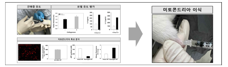 건병증 동물 모델 기반 미토콘드리아 이식 치료효능 재현성 시험.