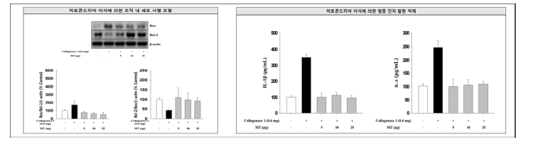 미토콘드리아 이식 후 건조직 세포사멸 단백질 및 염증성 사이토카인 발현의 감소.