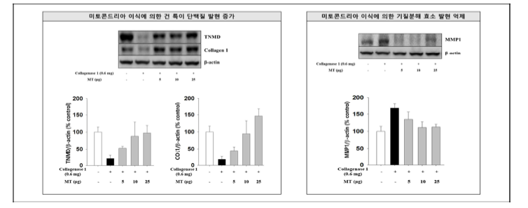 미토콘드리아 이식 후 건조직 특이적 단백질의 발현 증가 및 기질분해효소 감소.