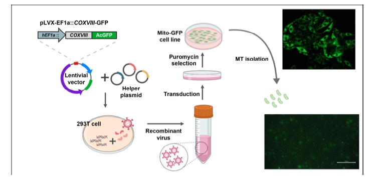 GFP-미토콘드리아를 발현하는 세포주 제작 및 분리한 미토콘드리아의 성상.