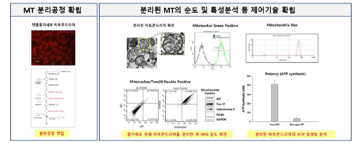미토콘드리아 제조공정 SOP 및 기시법 확립.