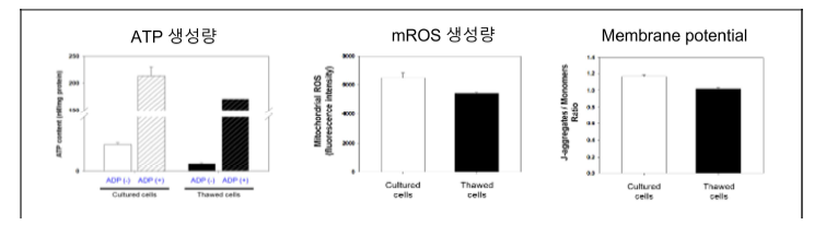 세포 보관조건에 따른 분리된 미토콘드리아의 특성 변화.