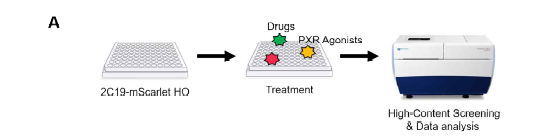 CYP2C19-mScarlet hiPSC 이용한 HCS 이미징 기반 화합물 스크리닝 플랫폼 구축