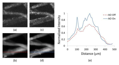 Tissue phantom 이미징 결과. 광표면 최적화 전 (OCT (a)와 Fluorescence (b))과 후 (OCT (c)와 Fluorescence (d)). 형광 단면 신호 세기 비교 그래프 (e)를 통해 광표 면 최적화 후 형광 신호 증가 확인(그림 안의 스캐일 바는 500 ㎛)