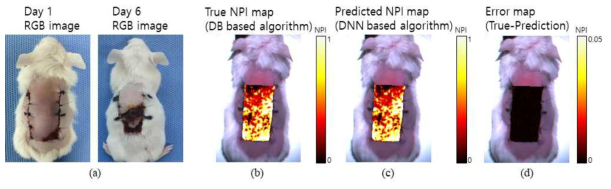 학습된 딥러닝 기반 인공지능 알고리즘을 적용한 NPI 계산 알고리즘 평가 결과 비교. (a)는 육안으로 보이는 것과 유사한 RGB 이미지 1 일차와 6일 차 피부 사진. (b)는 DB 기반의 NPI 계산 알고리즘으로 계산된 NPI 이미지. 1 일차 데이터를 이용하여 계산됨. (c)는 학습된 딥러닝 기반 NPI 계산 알고리즘으로 추론된 NPI 이미지. 1 일차 데이터를 이용하여 추론됨. (d)는 학습된 딥러닝 기반 알고리즘으로 추론된 NPI 값의 오차 이미지