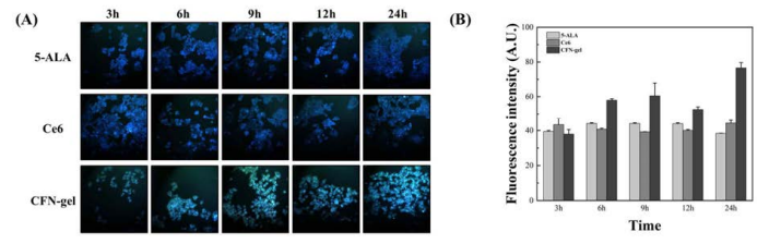 HCT 116 대장암 세포에 광감작제 처리 후 투포톤 형광 현미경 이미징 (a) 24시간 타임랩스 (b) 형광 강도 비교