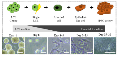분양 인체자원 LCL 세포주의 iPSC 제작 과정