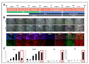 (A) 본 연구팀이 최적화한 간세포 분화 프로 토콜 모식도. (B) 간세포 분화 프로토콜의 분화 단계 별 간전구세포 관련 유전자 발현을 real-time PCR을 통해 확인.