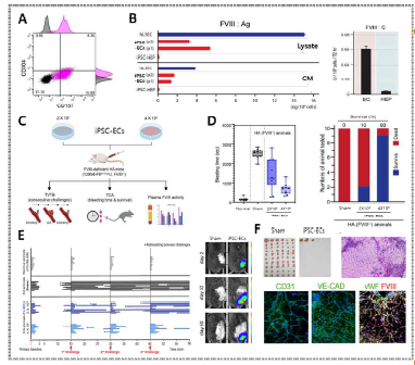 분화 혈관내피세포의 표현형 및 FVIII 분비 능력을 in vitro 및 혈우병 모델 마우스에 이식하여 검증