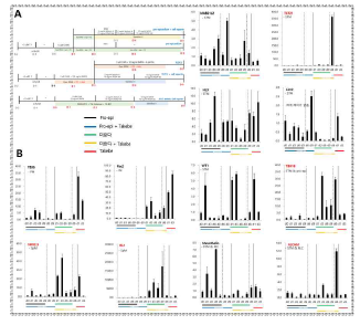 3종 프로토콜의 비교분석. (A) 분화 모식 도, (B) 분화 조건별/일차별 유전자 발현 qPCR 분석.