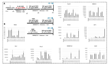 발생학적 분화기법의 개선 (A) 분화 모식도, (B) 3 그룹 의 유전자 발현 qPCR 분석.