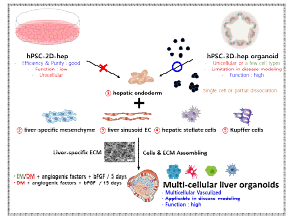 혈관화된 다세포성 복합 간오가노이드 의 기능성 향상을 위한 최적화 전략