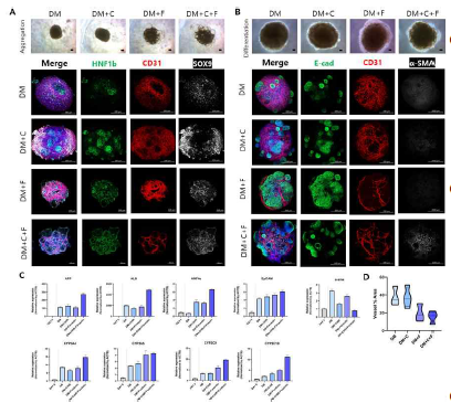 질환모델링용 자가조직화 복합세포 간오가노이드 형성 배지 최적화를 위한 배지조성에 따른 기능성 마커 발현 및 혈관 분 석. Scale bar=200 μm