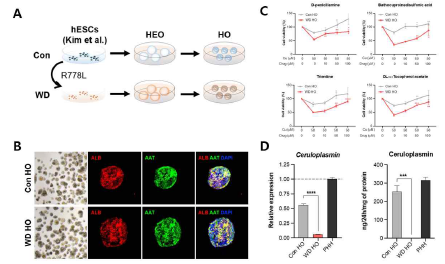 윌슨 병 간 오가노이드에서 관련된 약물의 효능 테스트 및 ceruloplasmin 효소 측정
