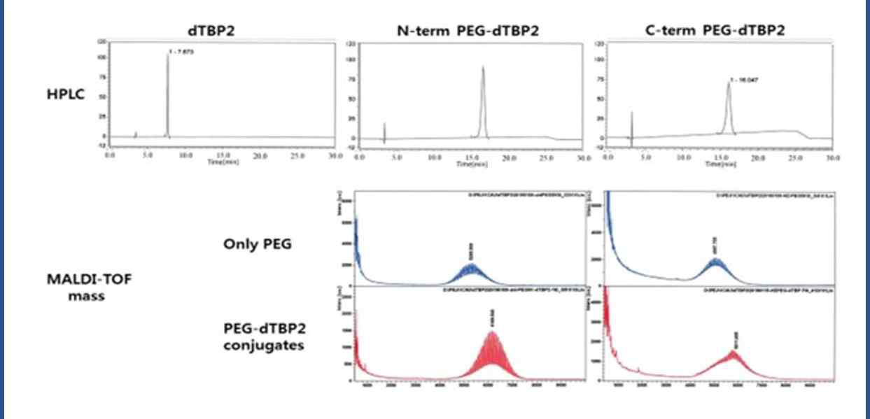 PEG(5K)-dTBP2의 HPLC 및 질량 스펙트럼 결과.