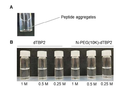 dTBP2 펩타이드와 N-PEG(10K)-dTBP2의 물에 대한 용해도.