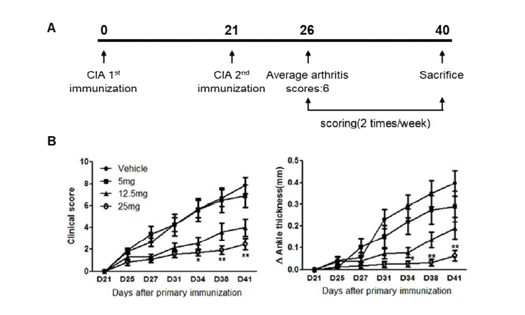 (A) 류머티즘성 관절염 동물모델 제작 프로토콜. (B) dTBP2에 의한 콜라겐 유도성 관절염의 임상점수 감소 및 관절두께 변화의 감소.