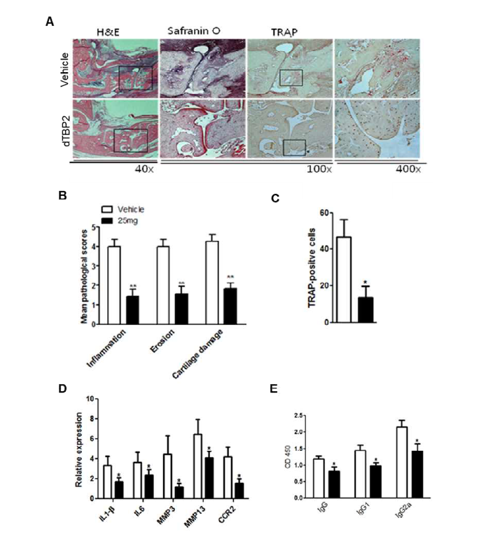 (A) 관절조직의 염증, 연골손상, 파골세포 생성의 대표 사진. (B) 염증, 연골손상 점수의 감소. (C) 파골세포 생성 점수의 감소. (D) 염증성 사이토카인 및 기질분해 물질 생성의 억제. (E) 혈청 내 자가항체 형성의 감소