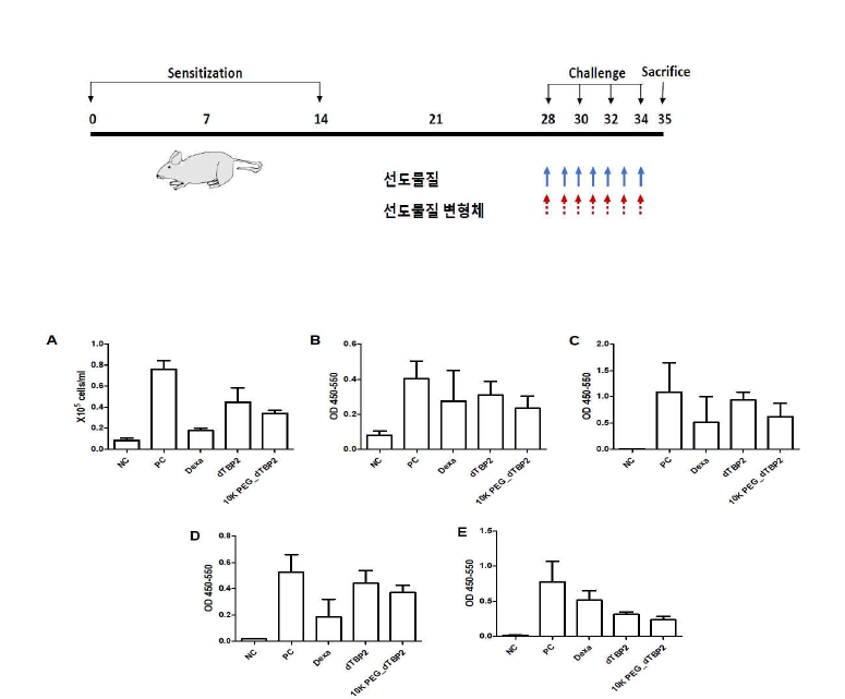 In vivo 천식 모델에서 dTBP2와 10K PEG 접합 dTBP2의 효능 분석-7회 투여. (A) 기관지 폐포 세척액 내(BALF)의 호산구 침윤 평가, 기관지폐포세척액 내의 (B) IL-5 (C) IL-4 (D) IL-13 (E) 혈장 내 OVA 특이적 IgE 평가