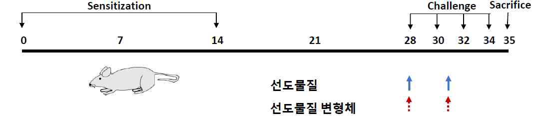 천식 모델 제작 및 펩타이드 투여 스케쥴-천식 유발 기간 중 2회 투여