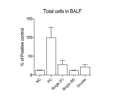 BALF 내 총 염증성 세포수 측정.