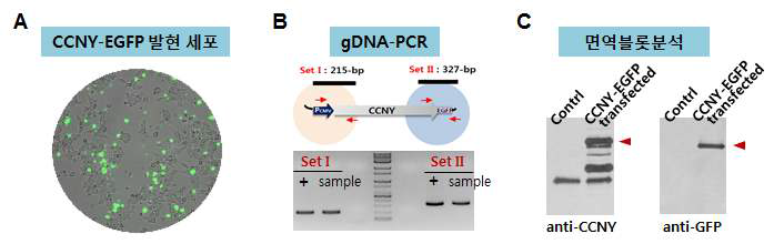 HEK293T 세포에서 CCNY-EGFP의 transient 발현 확인