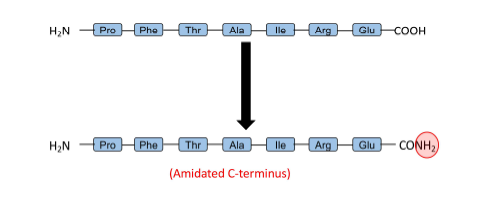 PFTAIRE peptide의 amidation