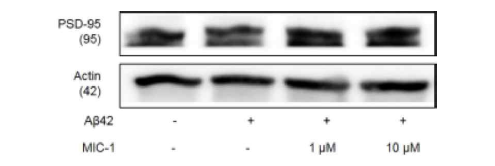 MIC-1 처리에 따른 PSD-95 발현량 변화