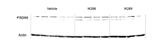 IK-288, 289 투여에 따른 PSD-95 발현량 측정