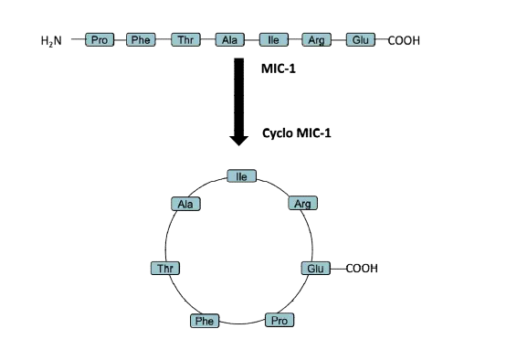 신규 유도체 Cyclo MIC-1의 구조 및 펩타이드
