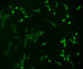 PCCNY-EGFP를 과발현 하는 HEK293T 세포주 형광현미경 이미지