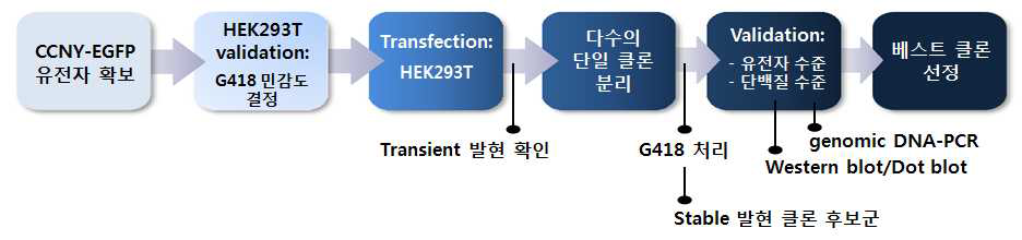 단일 콜로니 분리를 통한 CCNY-EGFP 과발현 안정적 세포주 구축을 위한 scheme