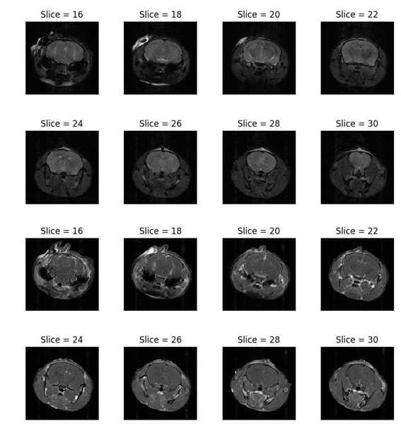 The mouse brain images before contrast agent injection