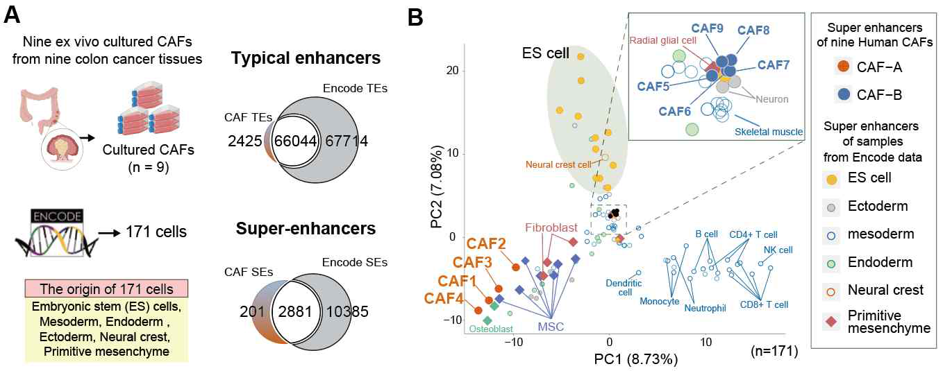 9개의 colon cancer CAF를 H3K27ac ChIP-SEQ을 통해 super-enhancer분석함