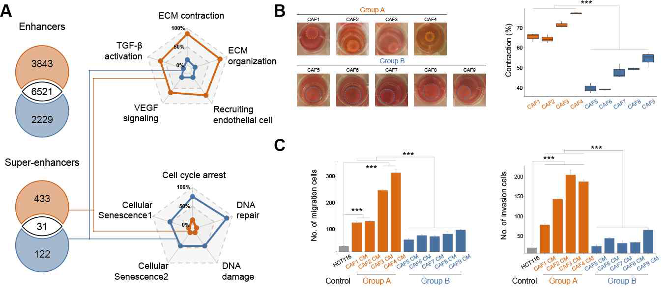 9개 colon cancer CAF의 super-enhancer에 따라 기능을 추적하고 검증함.