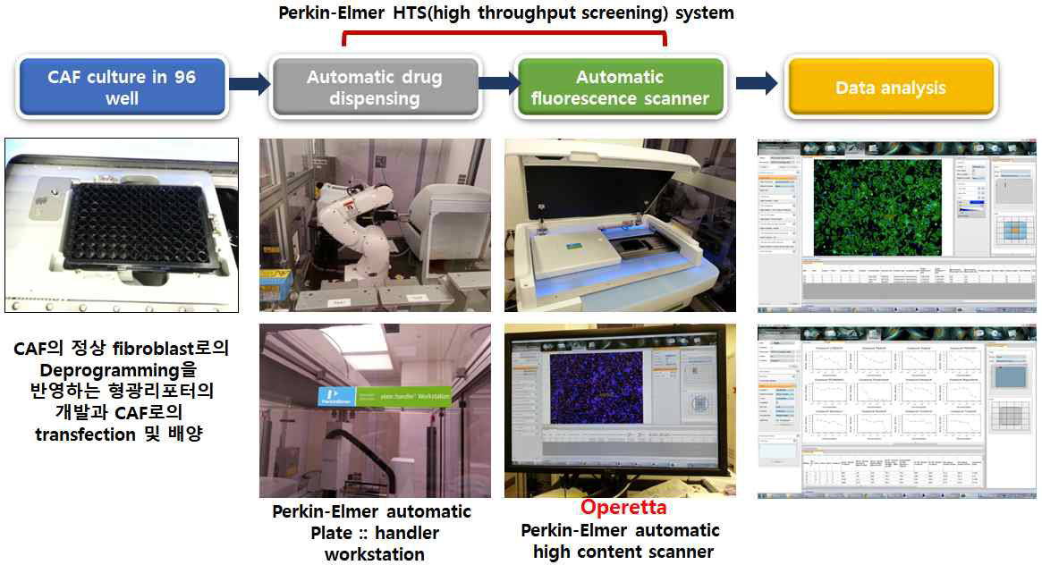 Perkin-Elmer HTS 시스템으로 형광-리포터가 포함된 cell을 이용해 실제로 drug screening을 시행한 과정