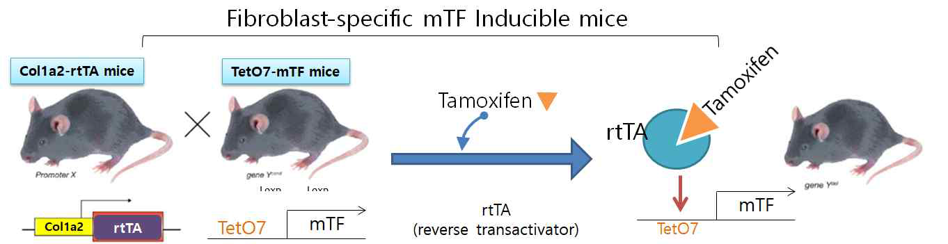 섬유아세포에서만 발현되며 또 Tamoxifen을 줄 때만 표적유전자가 발현되는 Conditional & inducible mice의 작용 원리