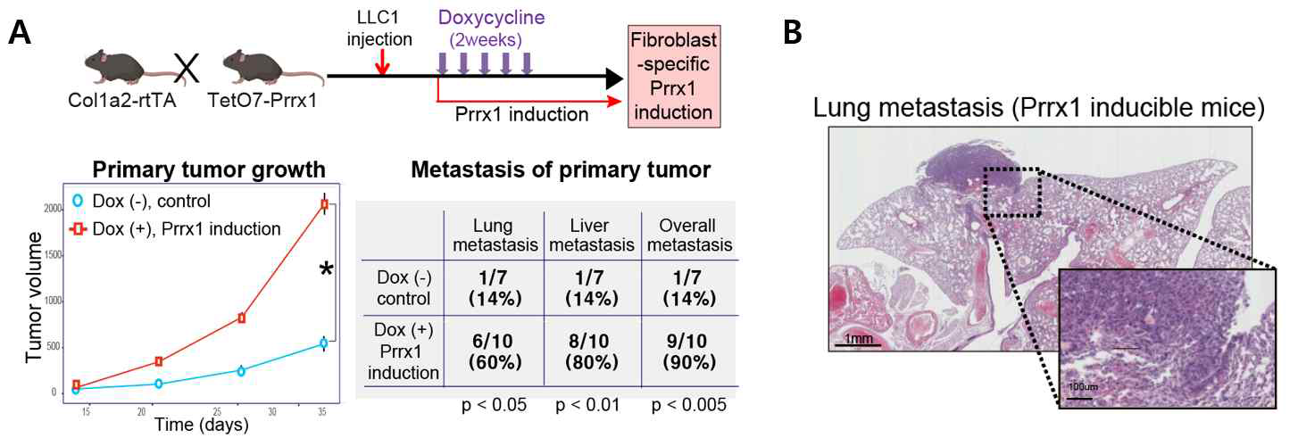 Fibroblast-specific Doxycycline-inducible Prrx1 transgenic mice에 종양세포 (LLC1)을 심고 그 영향을 확인함.
