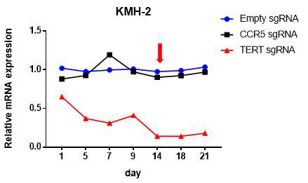 TERT mRNA