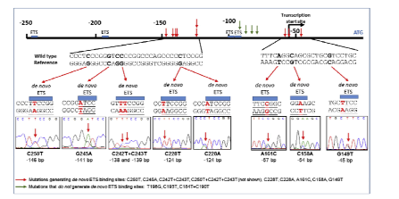 TERT promoter mutation