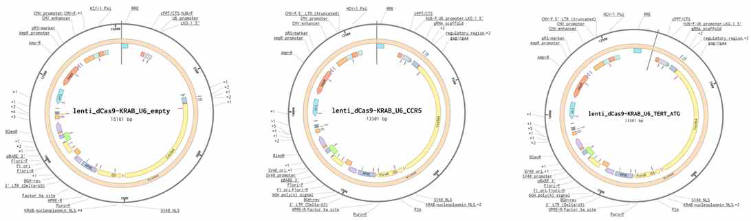 lenti-viral construct (empty, ccr5, TERT)