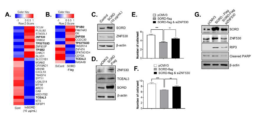 SORD의 기능을 조절하는 ZNF530 타겟 발굴