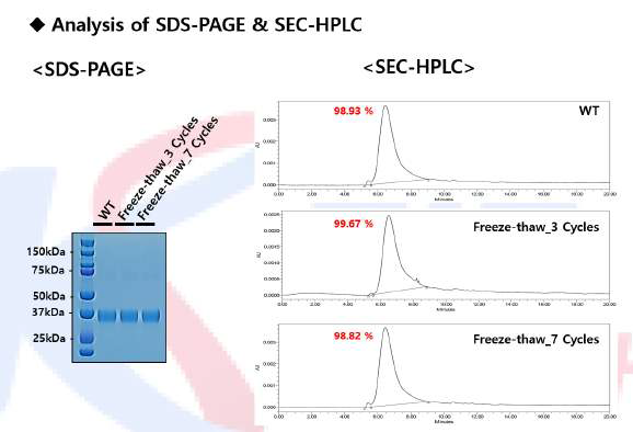 Freezing & Thawing Test 결과 (SDS-PAGE, SE-HPLC)