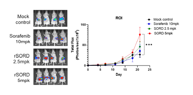 간암동소이식 모델에서 SORD 재조합단백질 처리 시 종양성장 확인