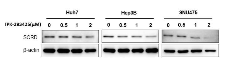 간암 세포 내 유효물질의 SORD 억제 효능