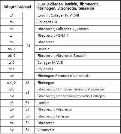 integrin subunit과 결합하는 특정 ECM (Stem cell research, 2011)
