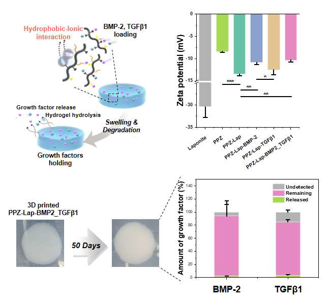PPZ 바이오잉크의 성장인자 담지 효과