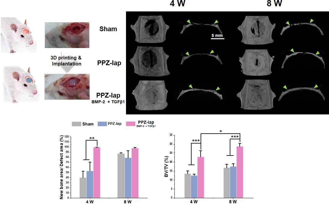 쥐 골 손상모델에 PPZ 바이오잉크 이식 및 골 재생평가. (Micro-CT)