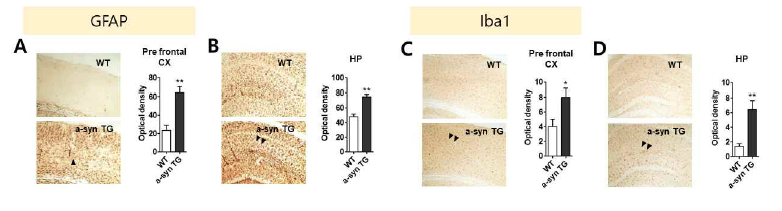 Thy-1-α-Syn (Line 61) 파킨슨병 모델에서 astrocyte와 glia의 침투(infiltration)